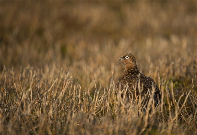 A female red grouse is walking through a moorland.