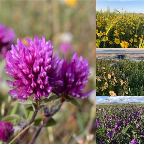 Four images of different wildflowers, showing red clover, corn marigolds, oxeye daisies and tufted vetch.