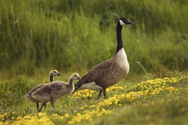 A Canada goose is walking through a grassy field, followed by two goslings.