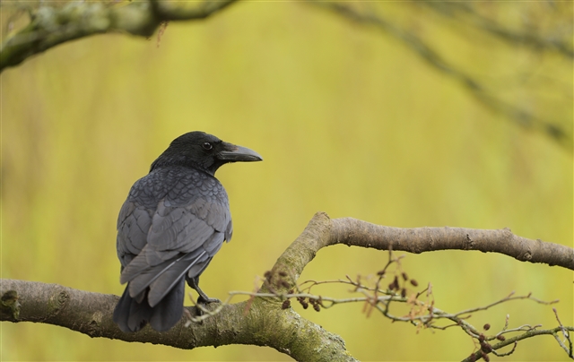 A carrion crow is perched on a tree branch, looking off to the right.