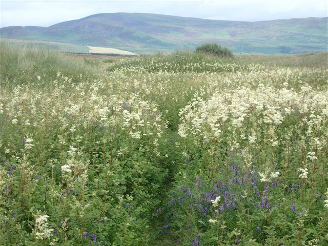 Large patch of fluffy, white meadowsweet flowers with pops of purple tufted vetch. Green rolling hills in the background.