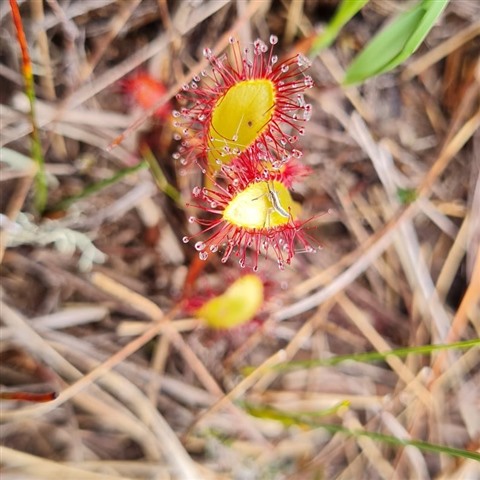 A sundew plant with red sticky tentacles. 