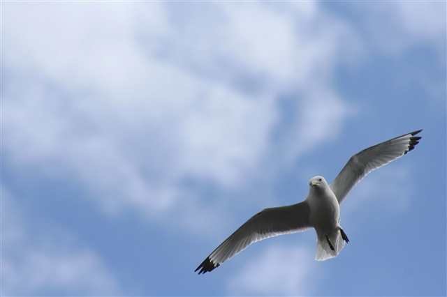 A view from below of a Kittiwake in flight. It is a white gull with yellow beak, black legs and black wing-tips.
