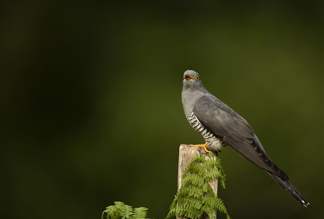  An adult male cuckoo is perched on a post with a fern climbing up the side.