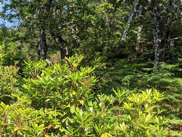Bushes of Rhododendron ponticum - an invasive non-native species with broad green leaves - are growing amongst native trees.