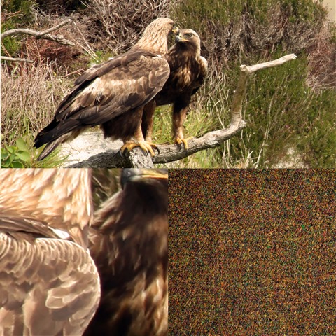 A collage of images. The top image shows a Golden Eagle pair perched on a dead branch. The bottom left image shows a close up of the birds' golden-brown feathers. The bottom right image show the Harris Tweed pattern inspired by Golden Eagles. It combines browns, greens, reds and oranges in a close-knit pattern.