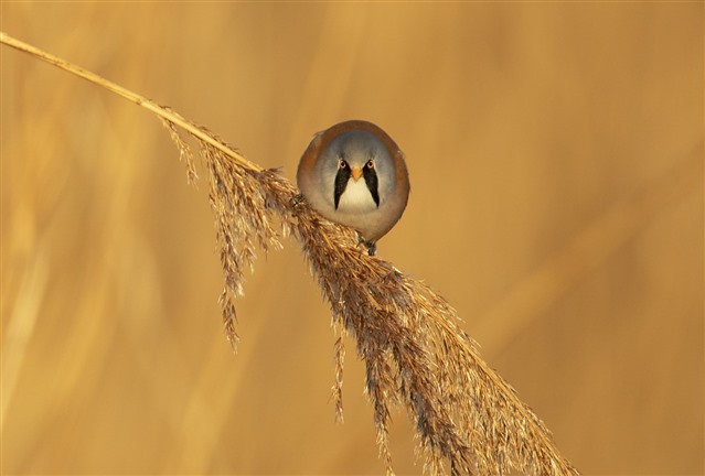 A Bearded Tit perched on the end of a reed and staring straight at the camera. It's black moustache-like face markings are clearly visible.