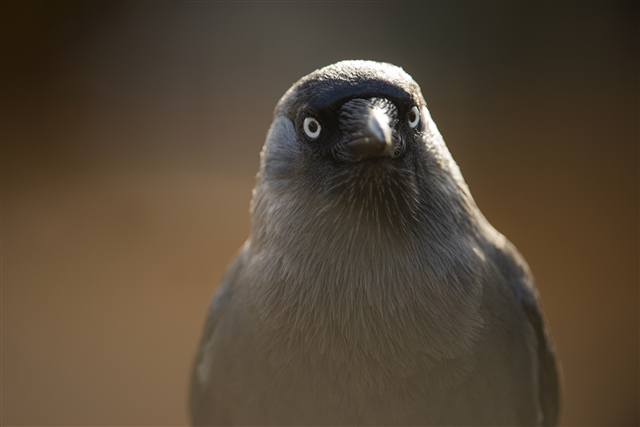 A jackdaw is staring straight at the camera.