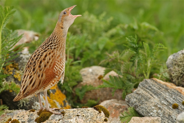  A male corncrake is standing on a rock amongst some long grass while calling.