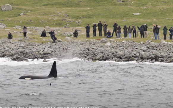 A group of people are standing on a rocky shore looking out at an Orca breaching.