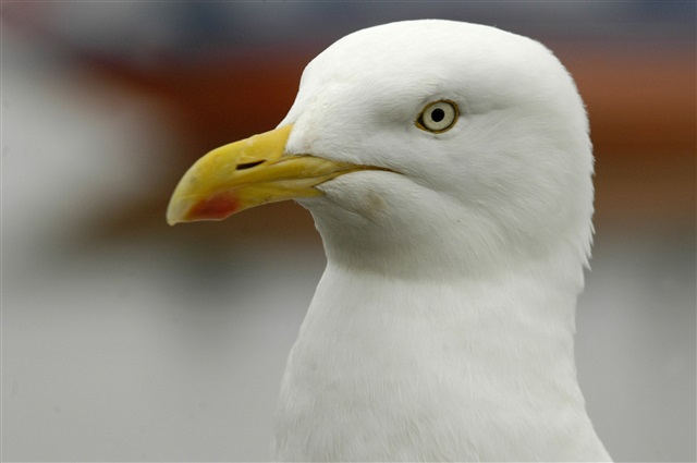 A close up of a herring gull.