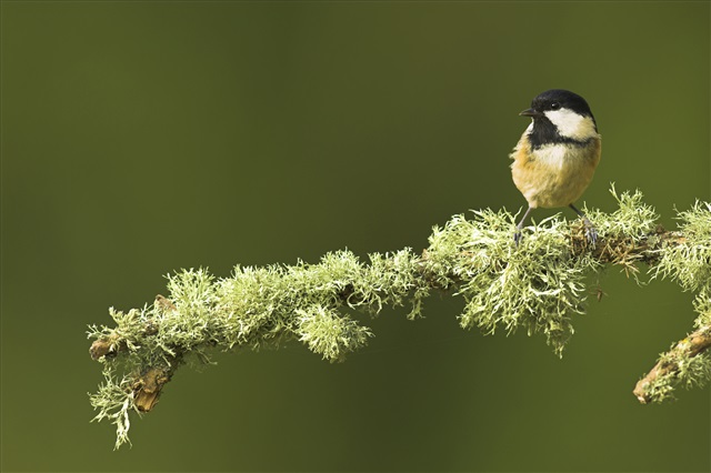 A coal tit is perched on moss-covered branch.