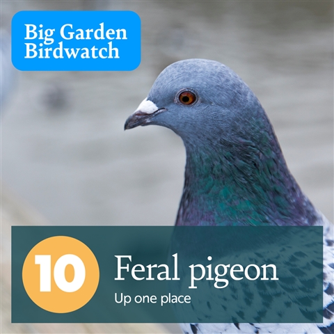 A close up of a Feral Pigeon. There is text which reads, "10, Feral Pigeon - Up one place".