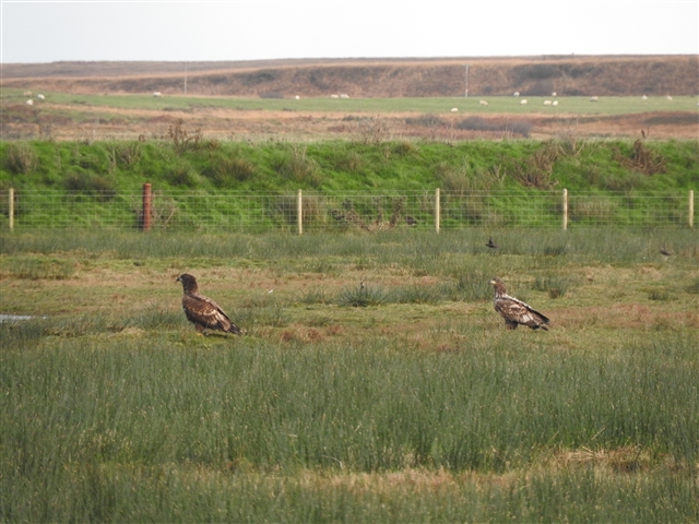 Two white-tailed eagles are standing in a grassy field.