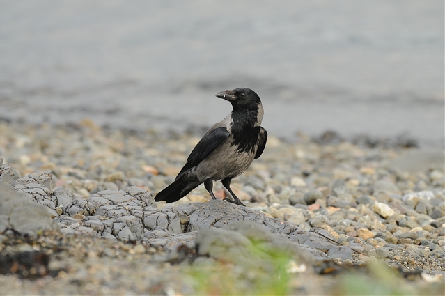 A hooded crow stands on a pebbly beach.
