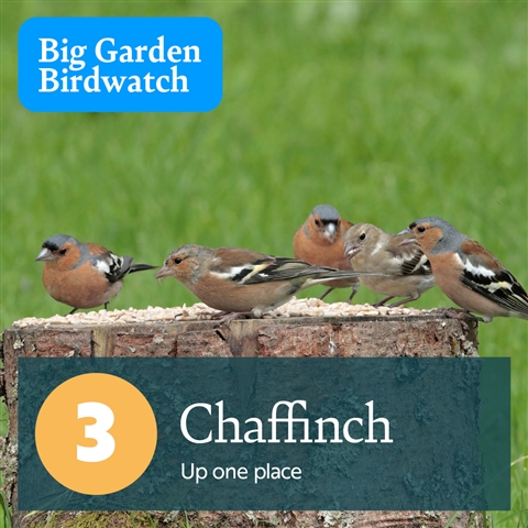 Five Chaffinches - two female and three male - are feeding on seeds on a tree stump. There is text which reads, "3, Chaffinch - Up one place".