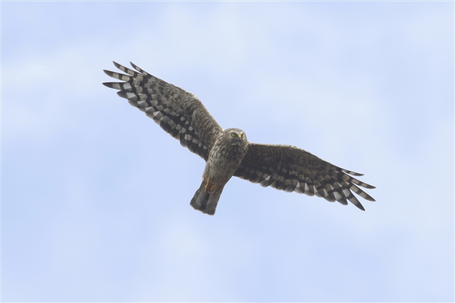 A female hen harrier soars in the sky with its wings spread wide.