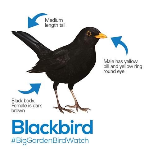 Blackbird ID