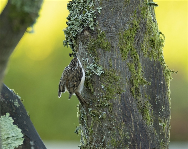 Treecreeper on a tree trunk covered with moss and lichen