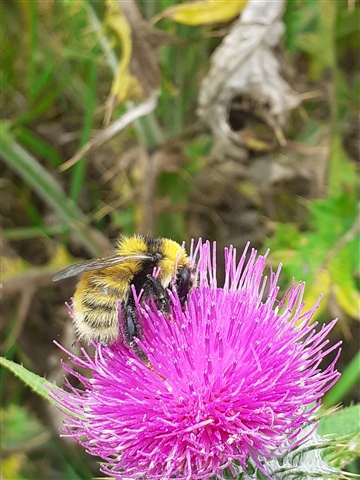 A great yellow bumblebee is feeding on a thistle.