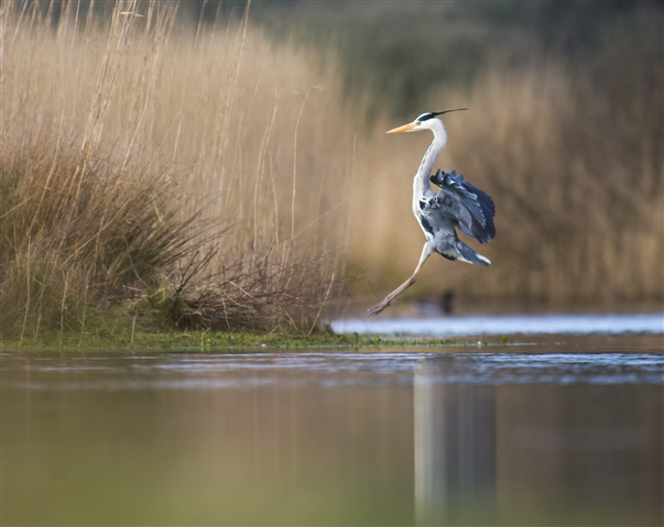 A grey heron is about to land in a pond with its legs outstretched. There are long reeds along the bank.