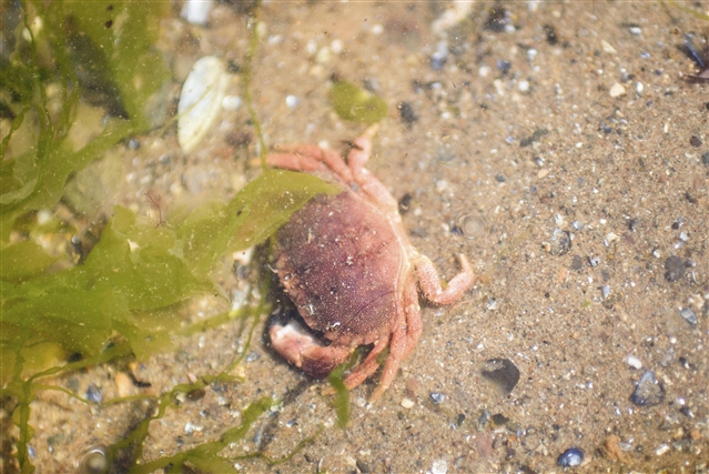 A brown crab is on a sandy seabed. There is green seaweed floating above.