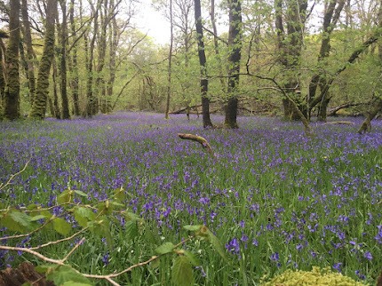 A thick carpet of bluebells covers the forest floor, occasionally interrupted by tall, narrow trees.
