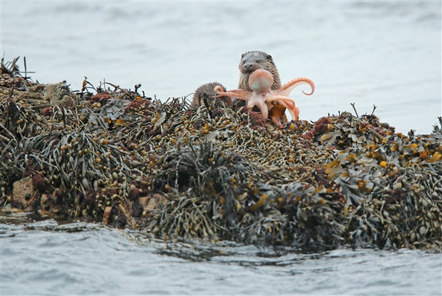 Two otters are sitting on a bed of seaweed. One has an octopus in its mouth.