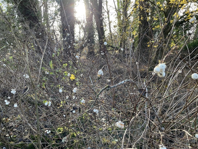 A patch of snowberry. It is a low, bushy plant, although in this image it has lost most of its leaves. It has white berries on many of its branches.
