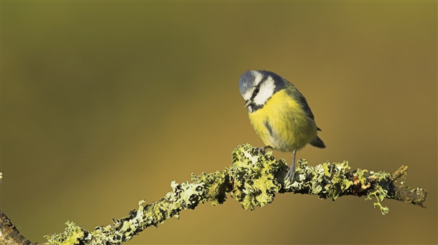 A blue tit sits perched on a moss-covered branch.