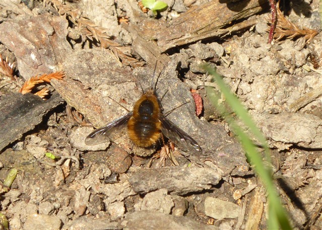 Dark-edged bee-fly on the ground