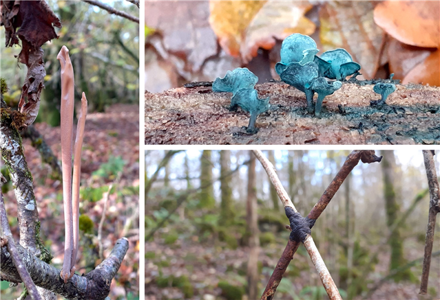  Three separate images show close ups of pipe fungus, green elf cup and hazel glue fungus. 
