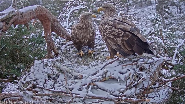 Two adult white-tailed eagles on their snow-covered nest.