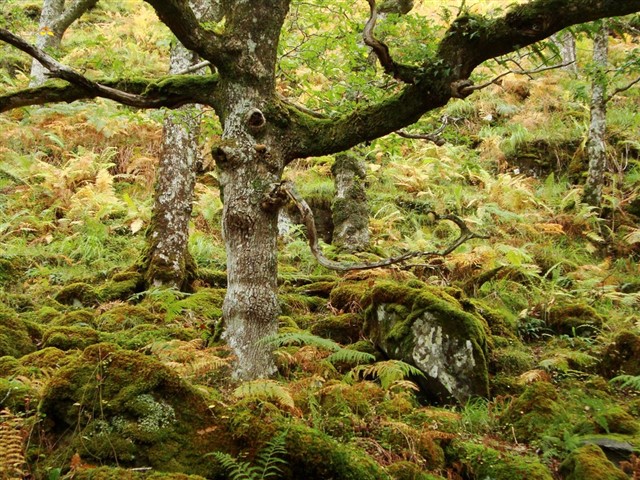 Scotland's rainforest - photo of an oak tree surrounded by moss covered boulders and ferns