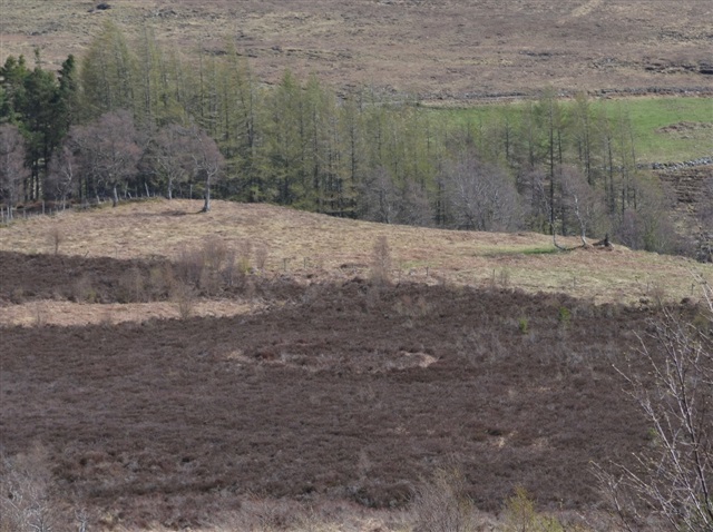  A circle cut into heather shows where a roundhouse would once have stood. There is conifer woodland and more heather behind.