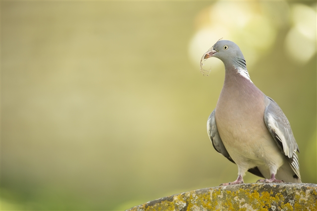 A Woodpigeon perched on a gravestone, with nesting material in its beak.