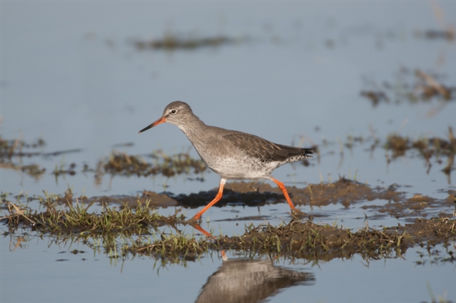 A common redshank wades through a muddy pool.