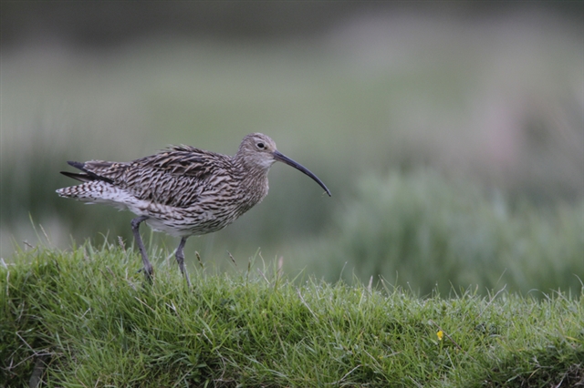 A curlew in a grassy field