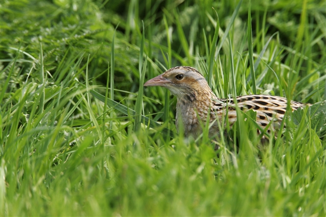 An adult corncrake is peering out from amidst long grass.