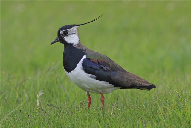A lapwing standing in short grass.