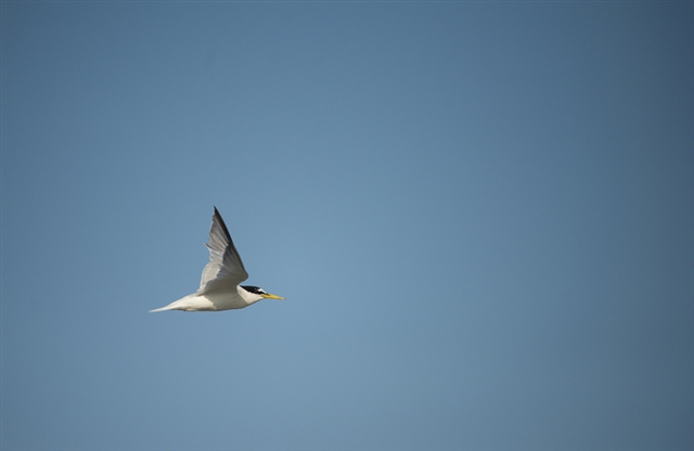Little tern in flight