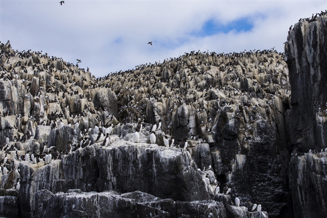 View of a mixed seabird colony of razorbills, guillemots and kittiwakes