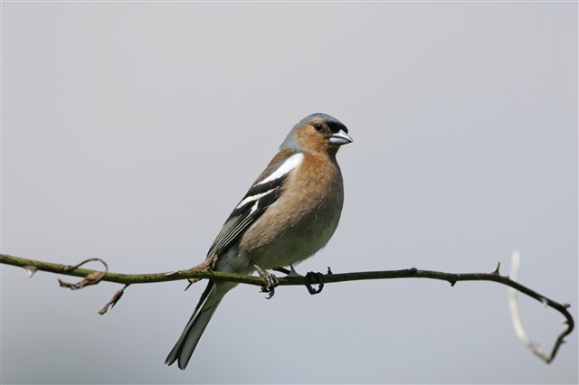 Male chaffinch on a branch