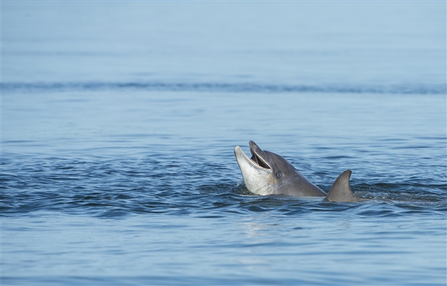 A Bottlenose Dolphin is peeking its head and dorsal fin out from a flat sea.