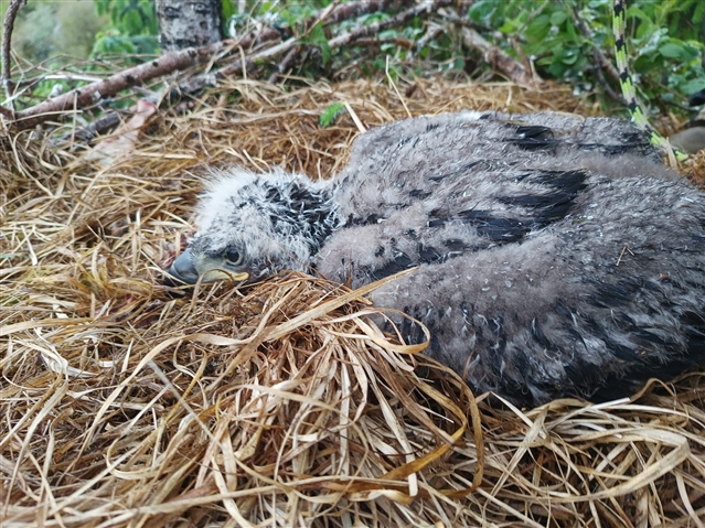 A white-tailed eagle chick is in its nest. It is still covered in down and has not fledged.