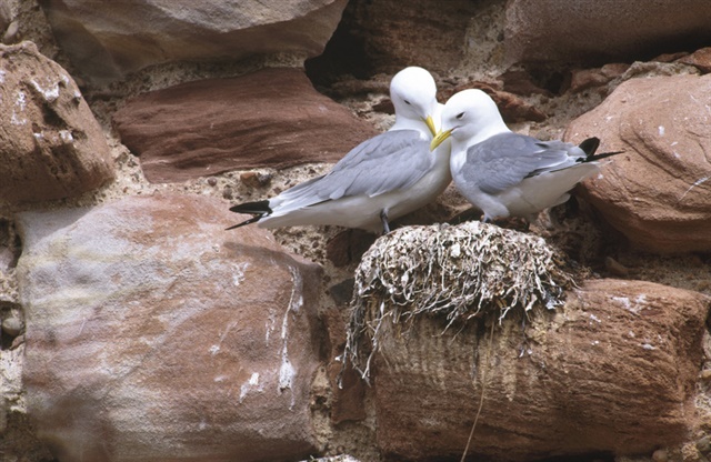 pair of kittiwakes on a cliff-side nest