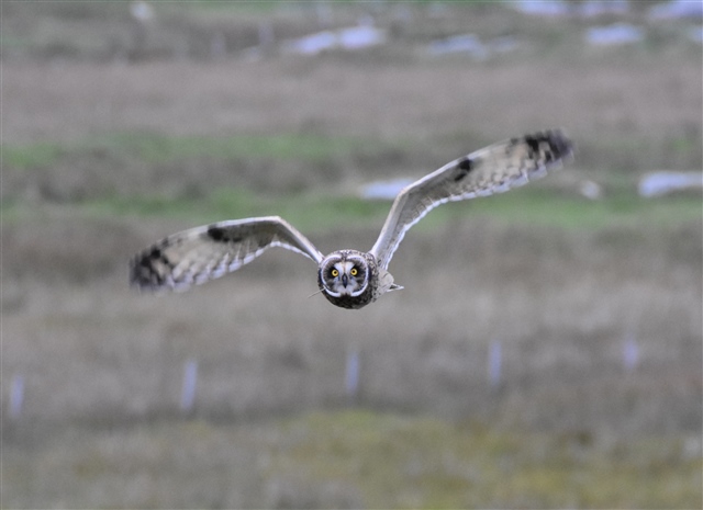  A short-eared owl is flying towards the camera with its wings spread wide.