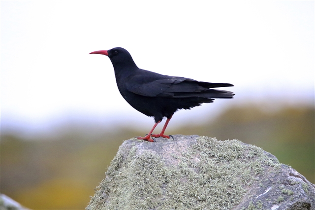 A chough stands on a rock.