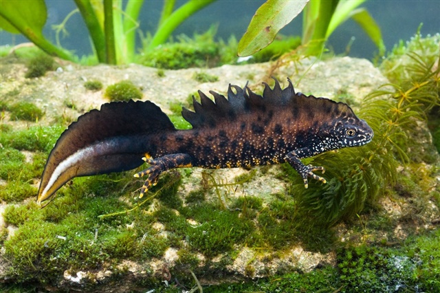 A great crested newt swims underwater. It is black with orange speckles and a frilly crest all down its back