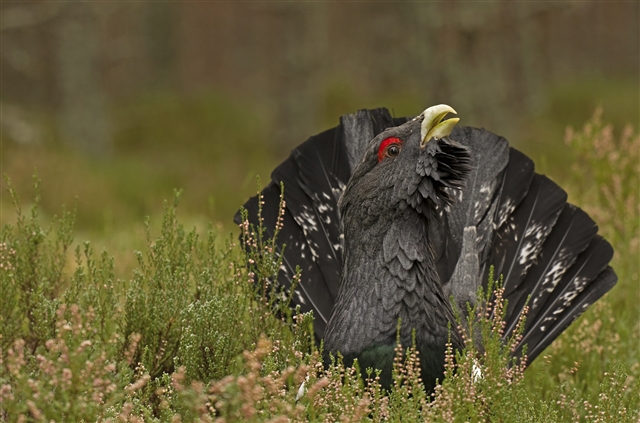 A close up of a male capercaillie in a Caledonian pinewood.